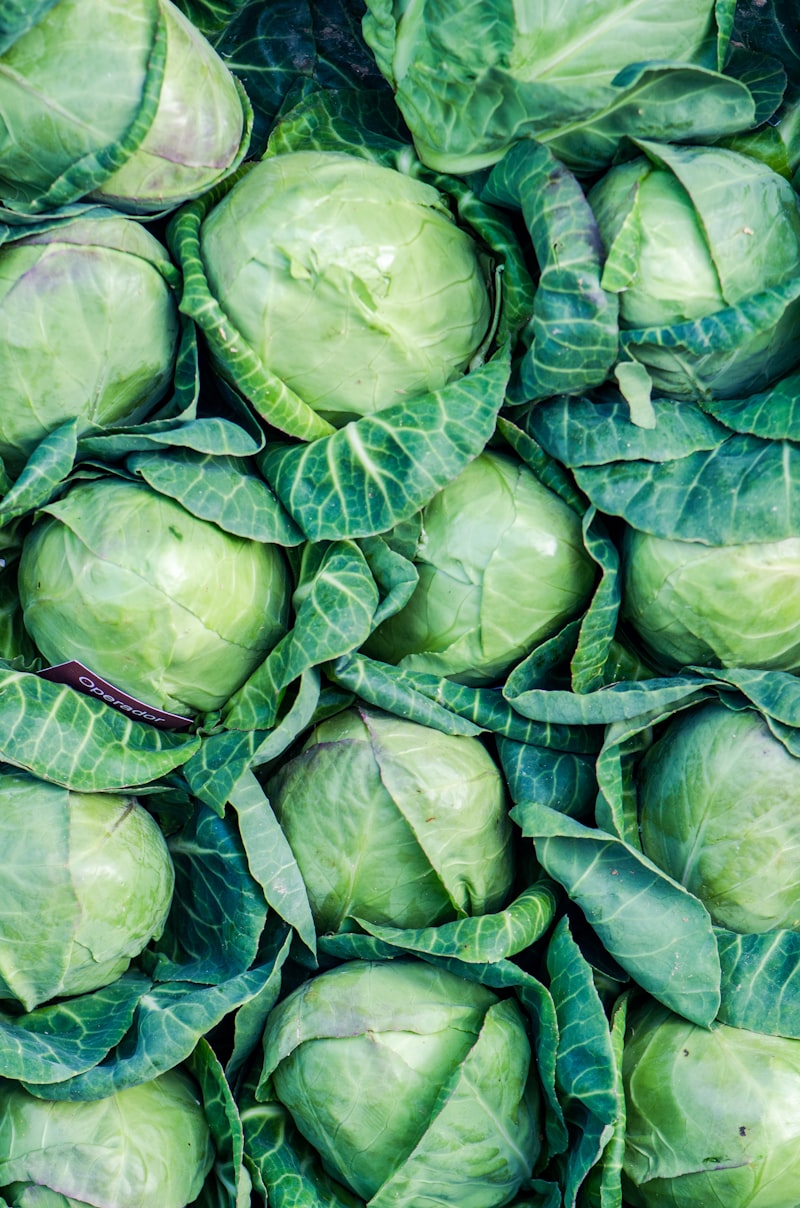 cabbage